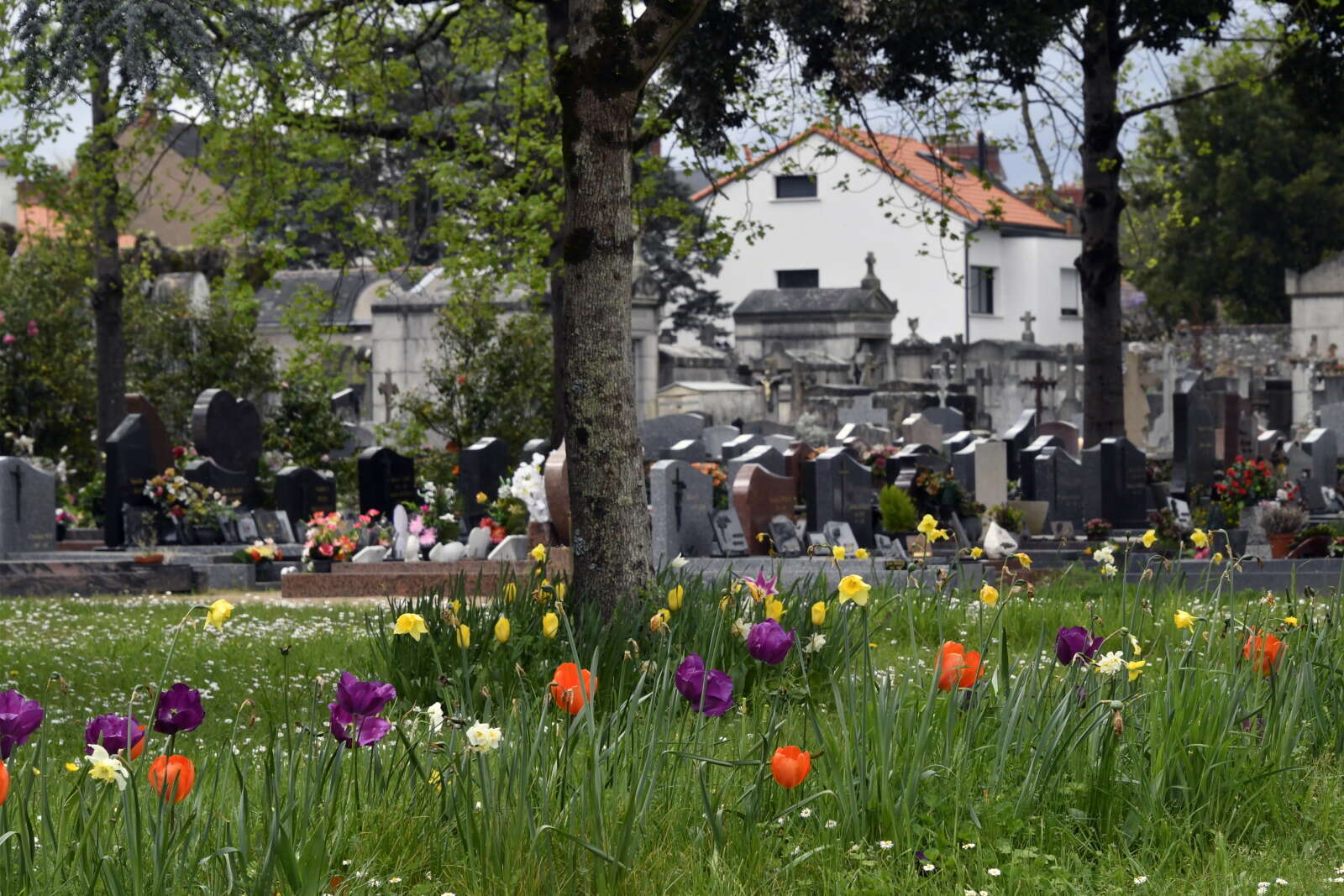 Espace libre cueillette de fleurs du cimetière Saint-Jacques