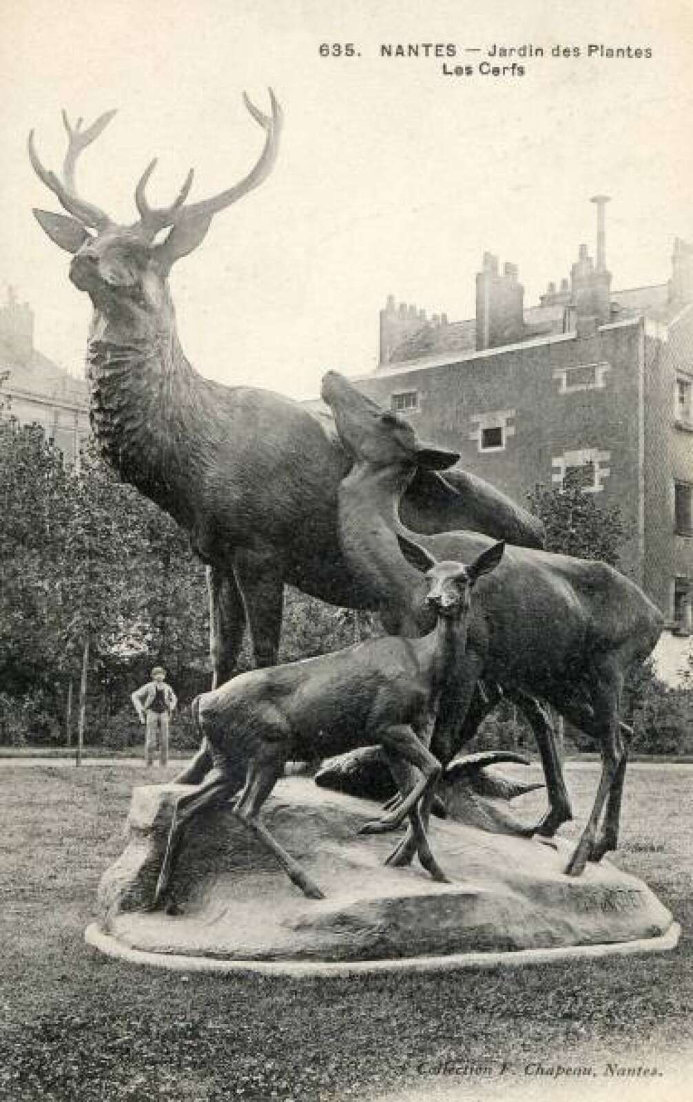 Jardin des Plantes, les Cerfs