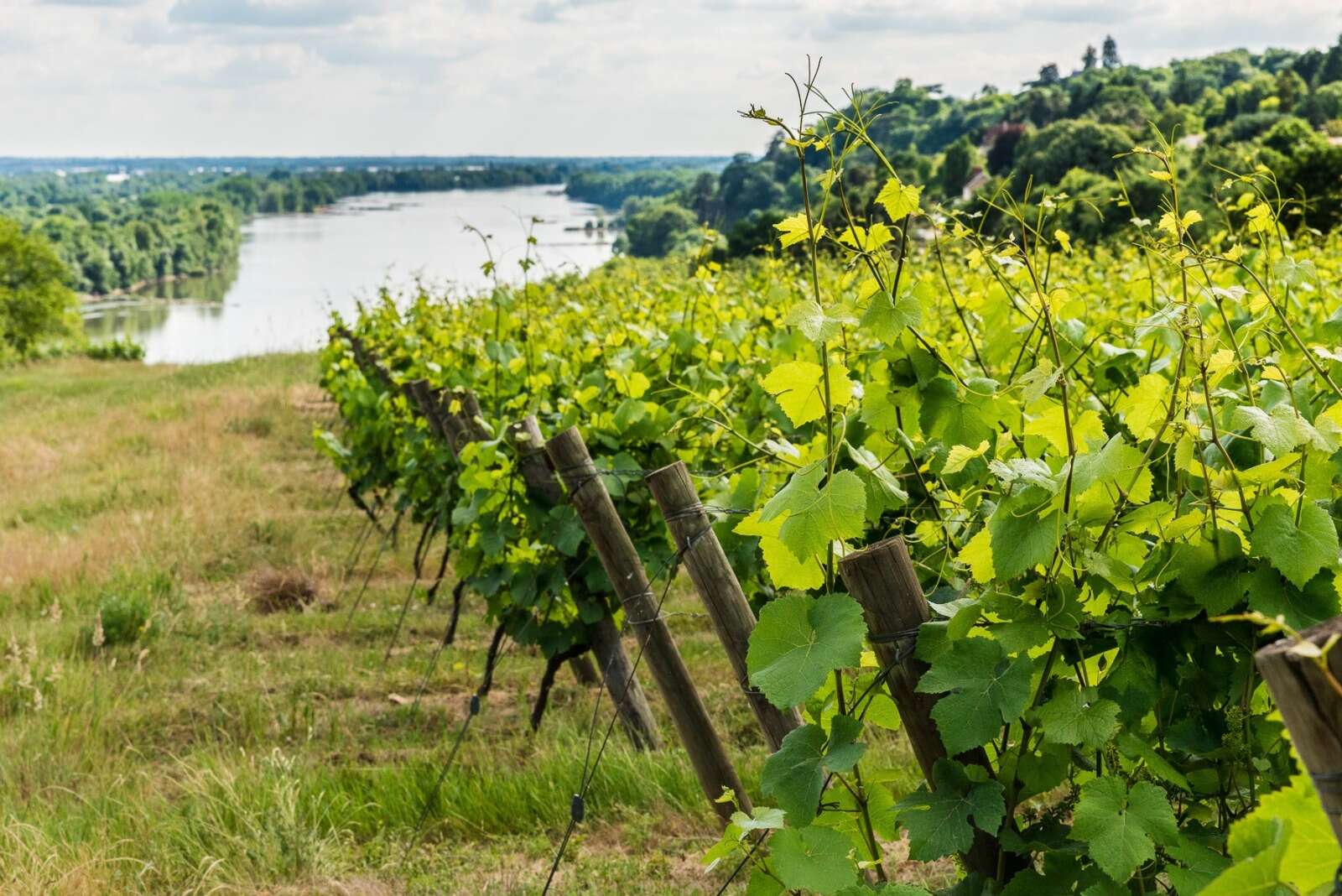 Vignes du seigneur de Porterie