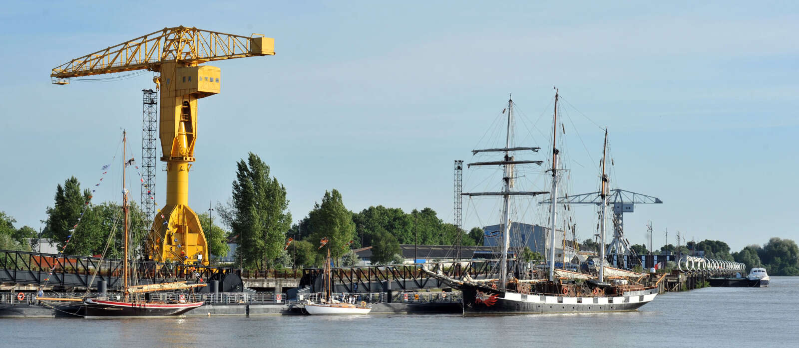 Grue jaune