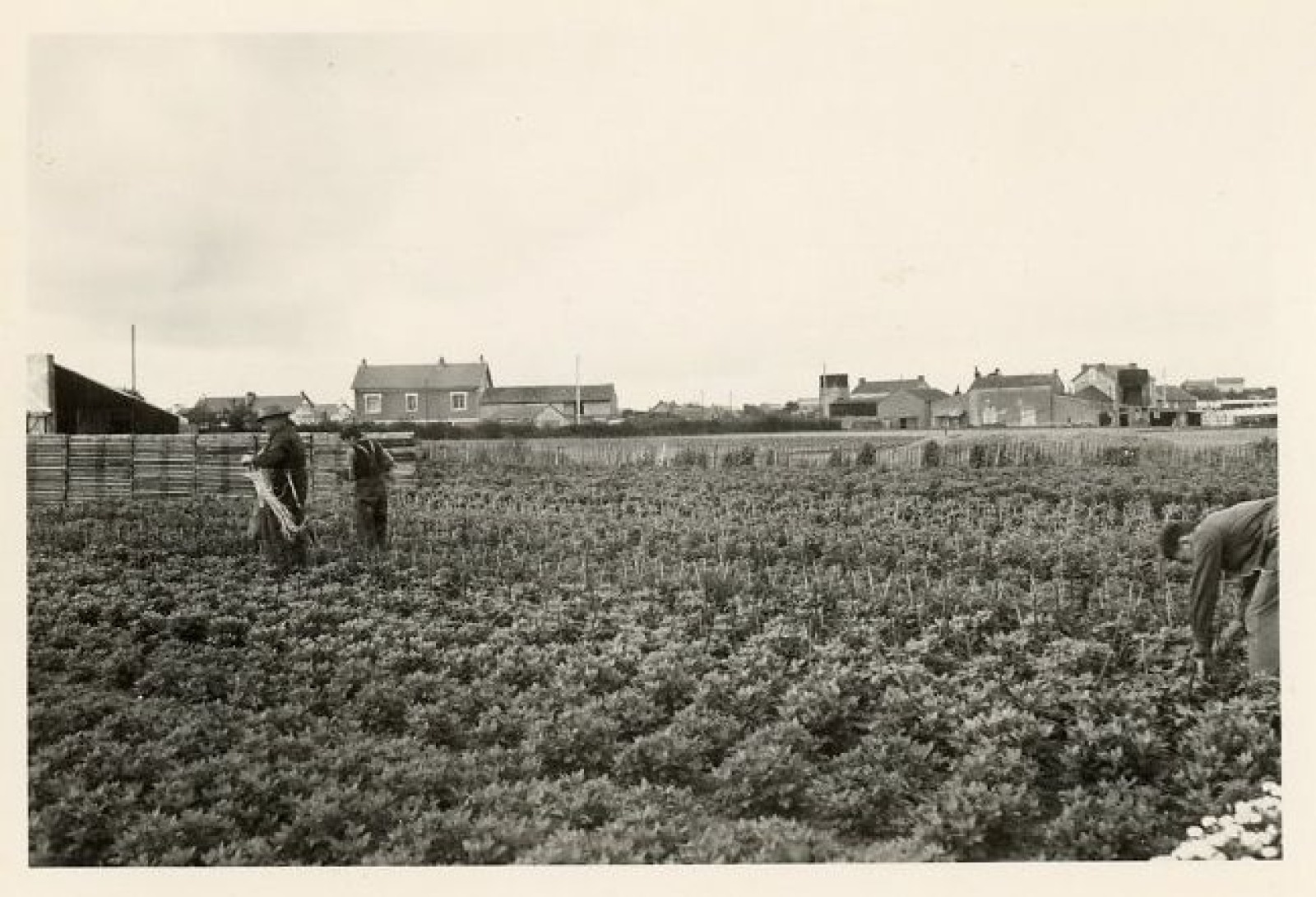 Maraîchage à Doulon