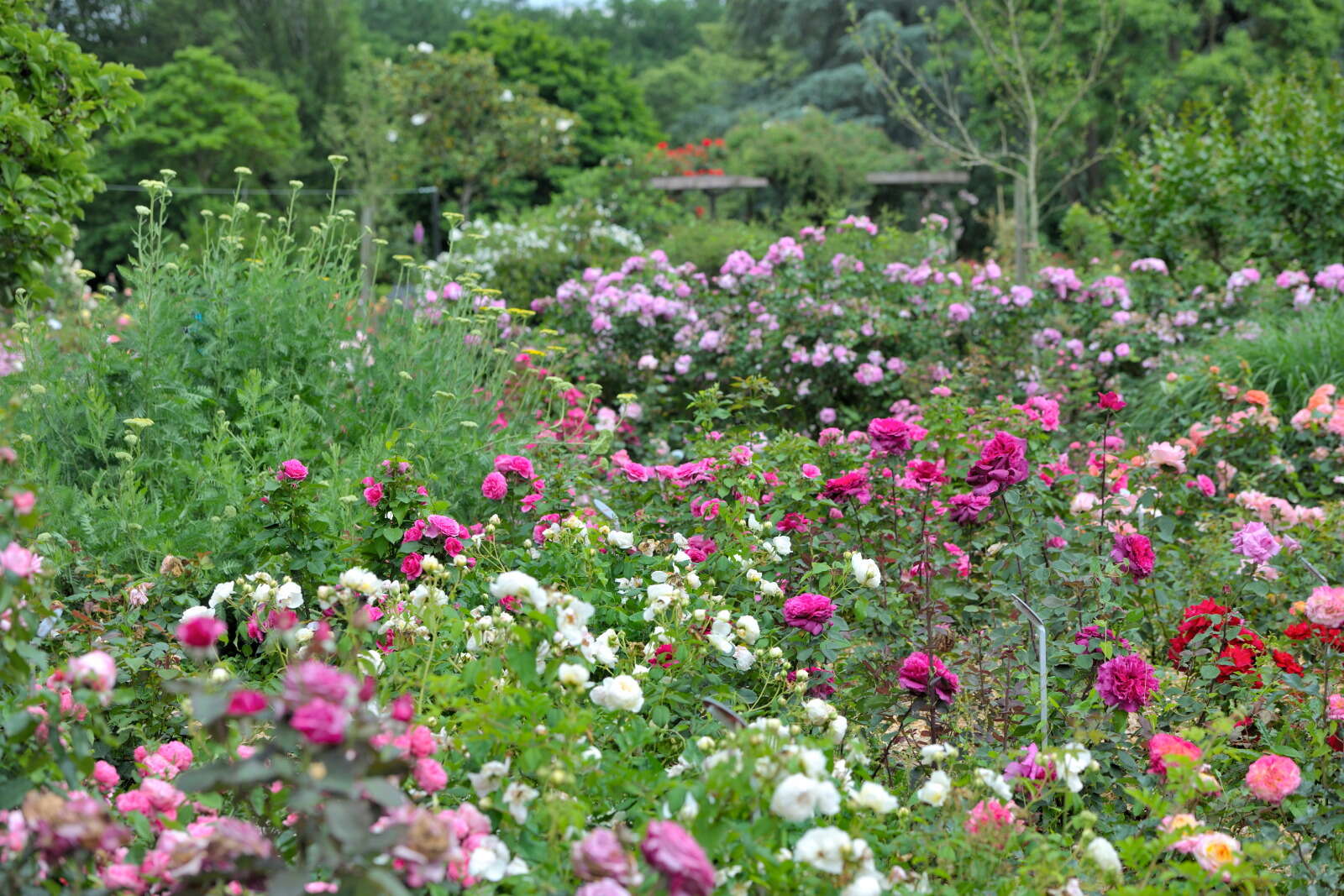 Roses du parc de la Beaujoire