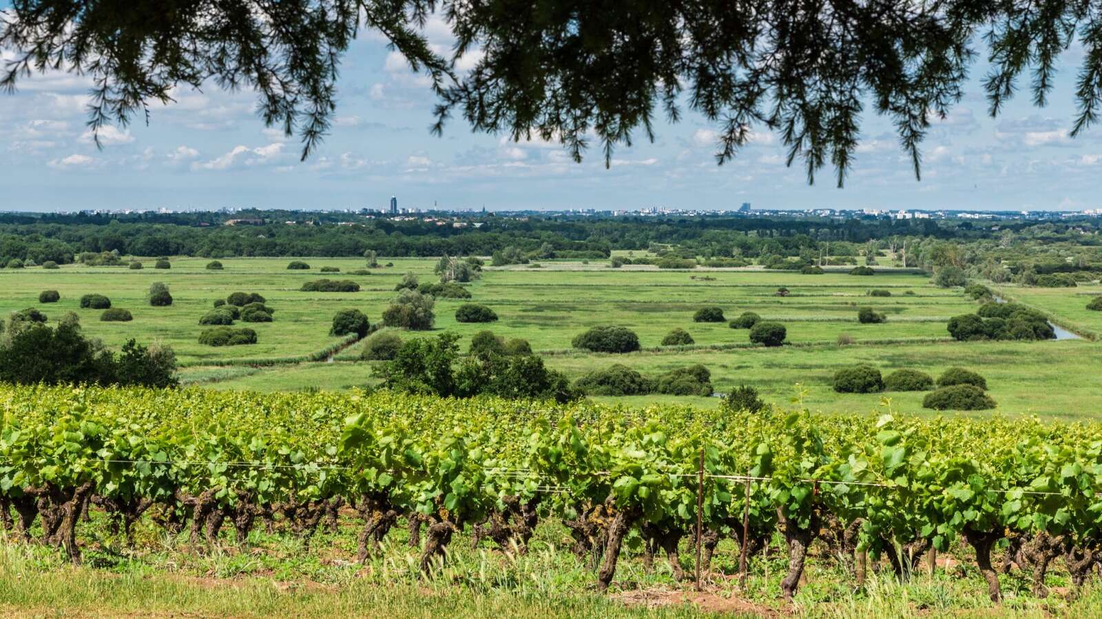 Muscadet