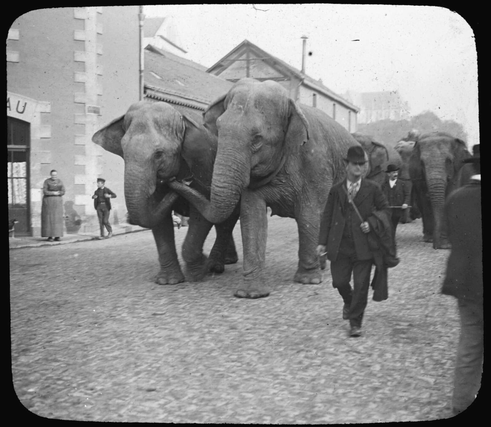 Éléphant