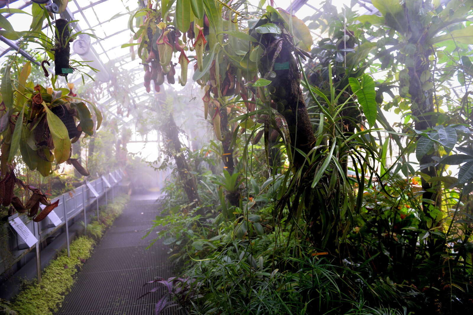 Serre tropicale d’exposition du Jardin des Plantes