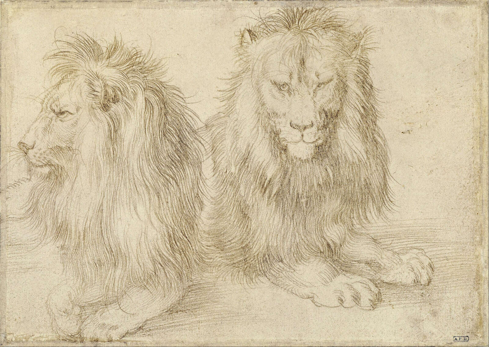 Deux lions assis, Albrecht Dürer