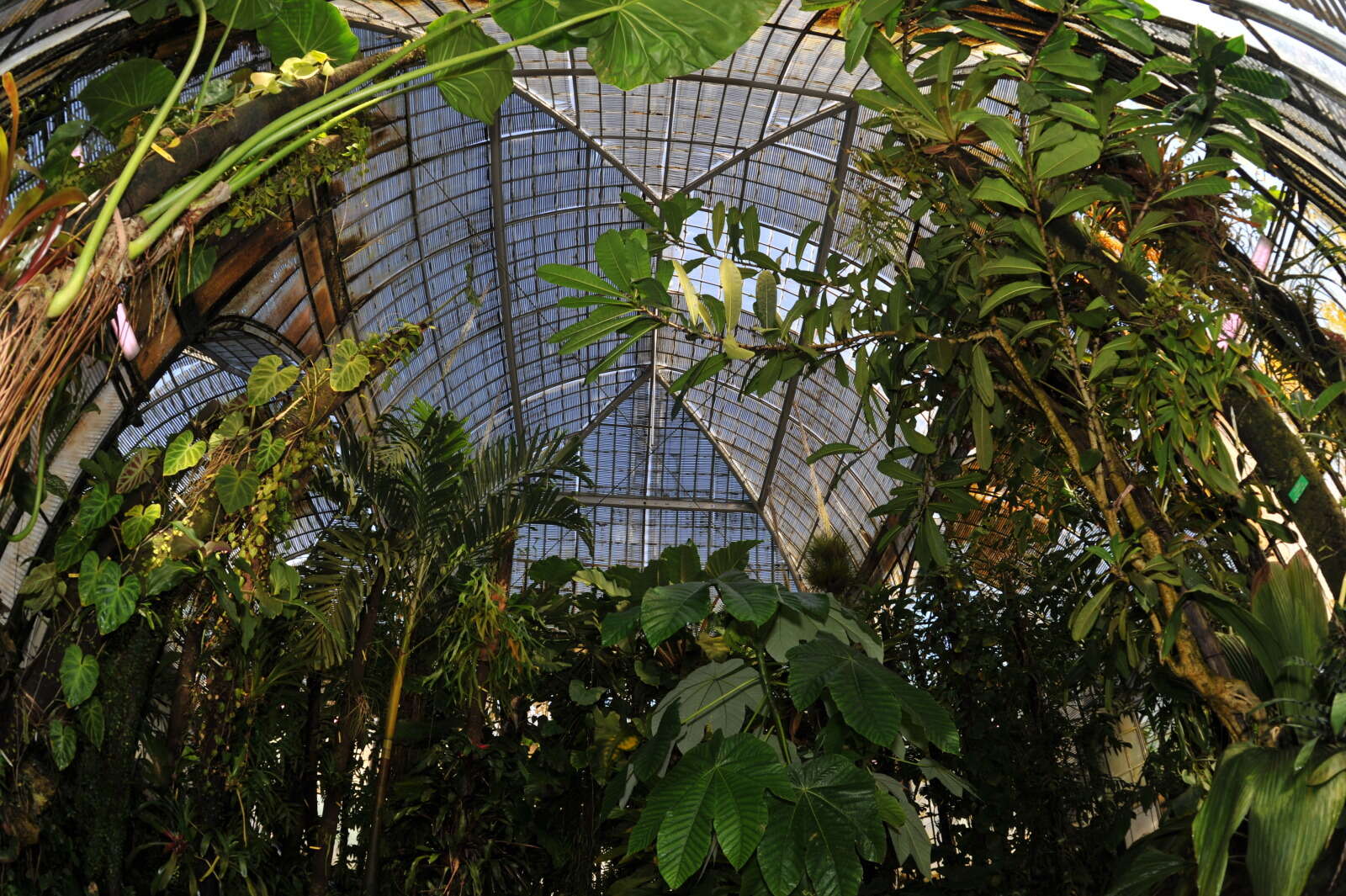 Serre équatoriale de culture du Jardin des Plantes